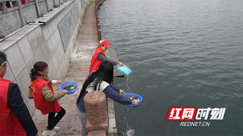 90萬尾魚苗安家永明河，江永縣“放魚養水”與“巡河護漁”齊步走，譜寫生態漁業與產業協同新篇章