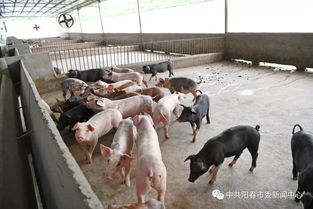 陽春畜牧漁業(yè)蓬勃發(fā)展，年總產(chǎn)值突破35.7億元